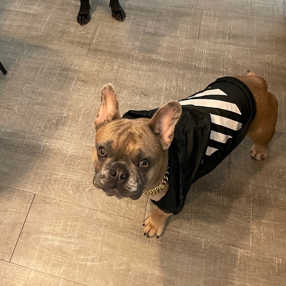 Off-white dog coat - Picture 3 of 4